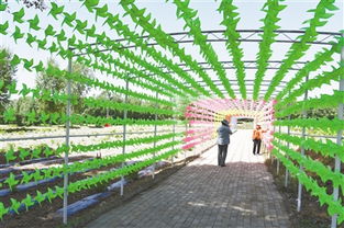 九龍?zhí)渡鷳B(tài)園 綠水青山間的振興之路，讓貧困戶成為旅游產(chǎn)業(yè)的最大受益者